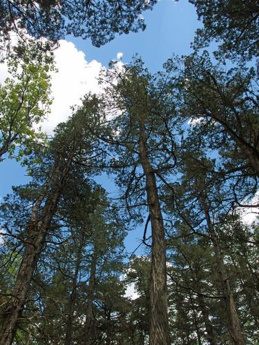 Atlantic White Cedar (Chamaecyparis thyoides) at Loverens Mill Preserve in southern New Hampshire