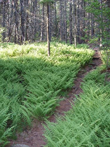 Hay-scented Fern