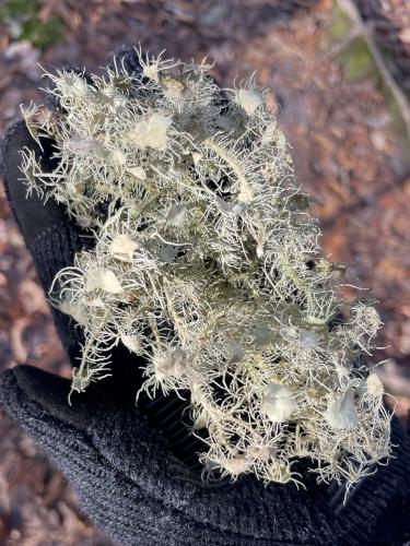 Beard Lichen