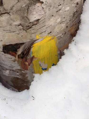 almost-buried trail blaze in April near Lowe's Bald Spot in New Hampshire