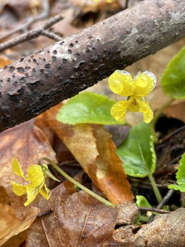 Round-leaved Yellow Violet in May at Lucia's Lookout South in southern New Hampshire