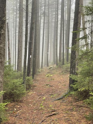 Monadnock-Sunapee Greenway Trail in May at Lucia's Lookout South in southern New Hampshire