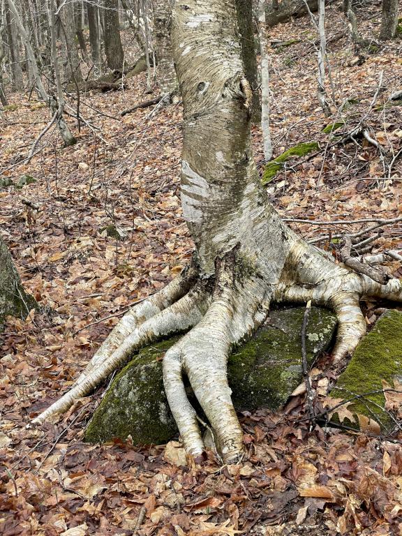 Yellow Birch in May at Lucia's Lookout South in southern New Hampshire