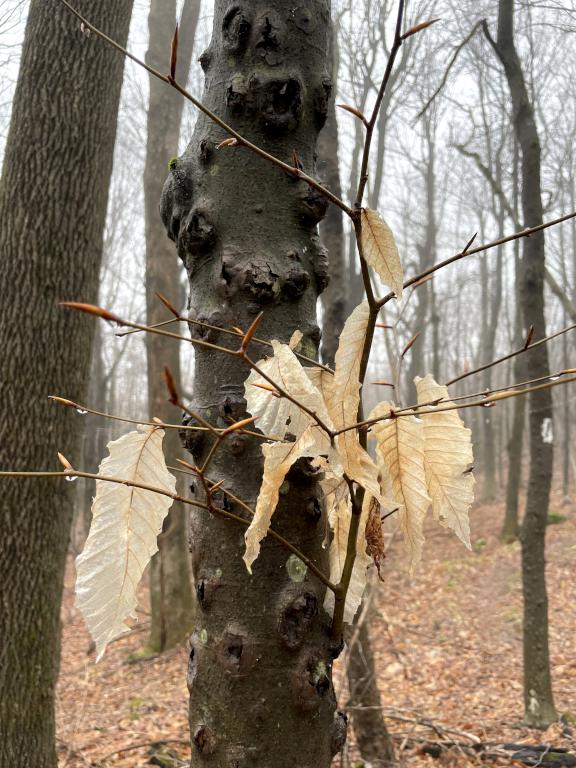 American Beech in May at Lucia's Lookout South in southern New Hampshire