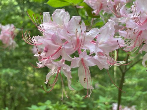 Pink Azalea