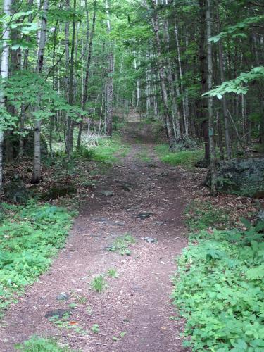 trail at Lyme Hill in western New Hampshire