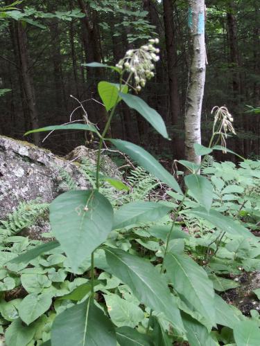 Tall Milkweed