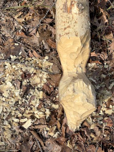 beaver work in February at Lynn Woods Reservation in northeast Massachusetts