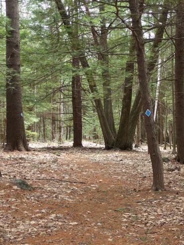 woods trail in the Edward MacDowell Lake Flood Control Area at Peterborough in southwestern New Hampshire