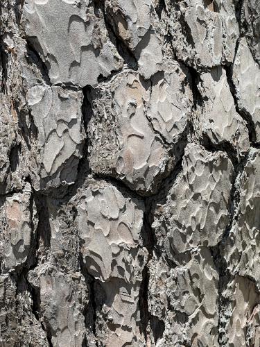 red pine bark