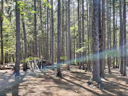 fairy woods in May at Mackworth Island near Portland in southern Maine