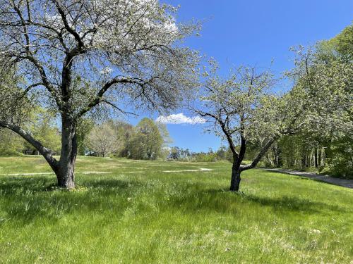 lawn in May at Mackworth Island near Portland in southern Maine