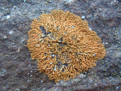 Elegant Sunburst Lichen (Xanthoria elegans)