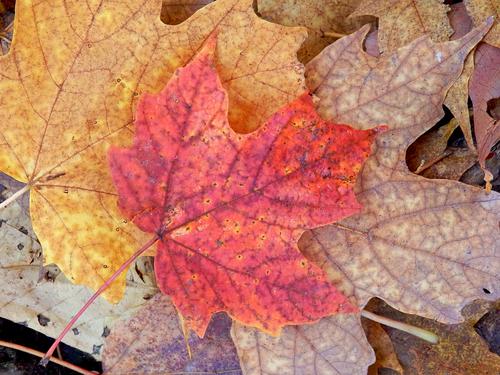 colorful Sugar Maple leaves on the trail to Madonna Peak in Vermont