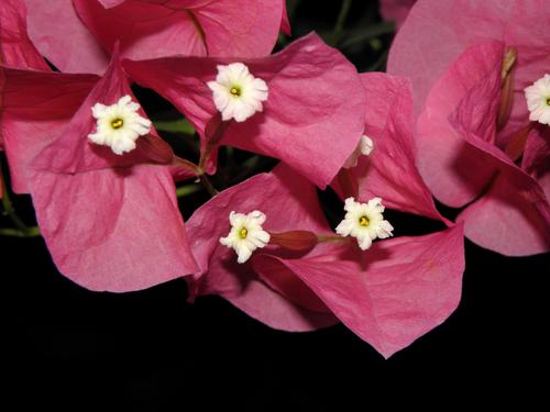 Purple Bougainvillea (Bougainvillea spectabilis)