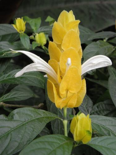 Lollipop Flower (Pachystachys lutea)