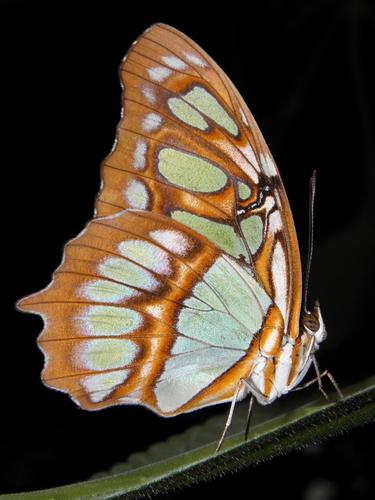 Malachite (Siproeta stelenes)