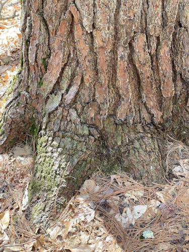 tree trunk in April at Mainstone Farm in eastern MA