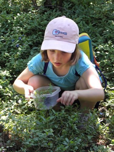 blueberry picker on the Boulder Loop Trail to Mount Major in New Hampshire