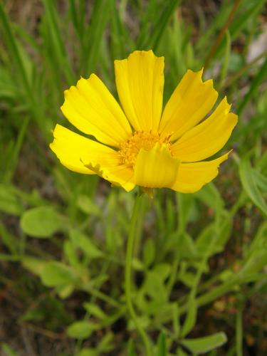 Large-flowered Tickseed (Coreopsis grandiflora)