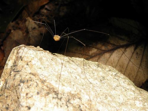 Brown Daddy-long-legs