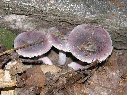 Purple-bloom Russula