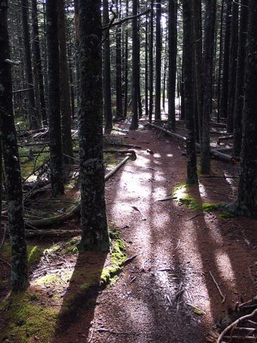 trail to Mansell Mountain within Acadia National Park in coastal Maine