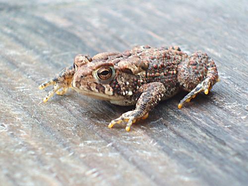 American Toad