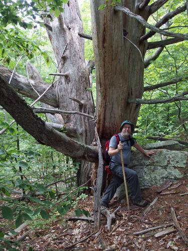 John before a huge tree at Mary's Mountain in eastern New Hampshire