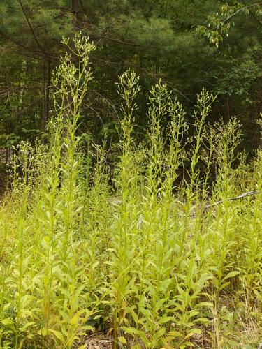 Wild Lettuce (Lactua canadensis) in August at Mary's Mountain in eastern New Hampshire