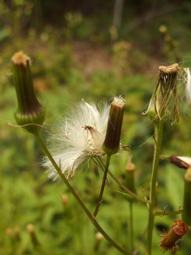 Wild Lettuce (Lactua canadensis) in August at Mary's Mountain in eastern New Hampshire