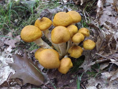 Pholiota