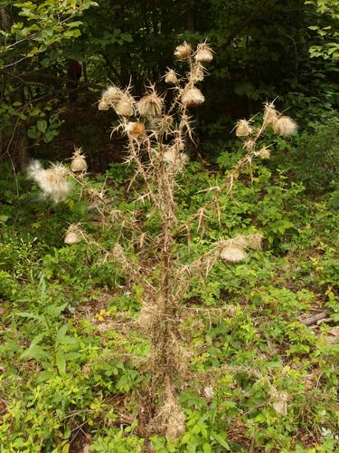 Bull Thistle (Cirsium vulgare) in full fruit in August at Mary's Mountain in eastern New Hampshire