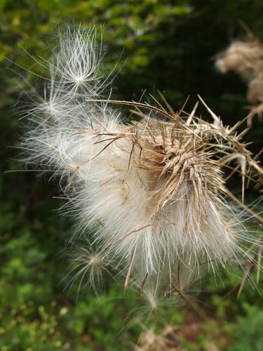 Bull Thistle