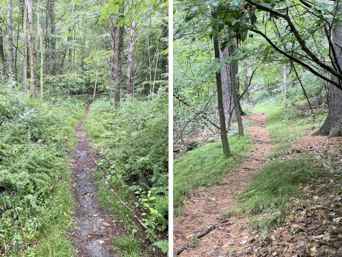 trails in August at Mason Hill in northwest MA