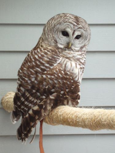 Northern Barred Owl (Strix varia)