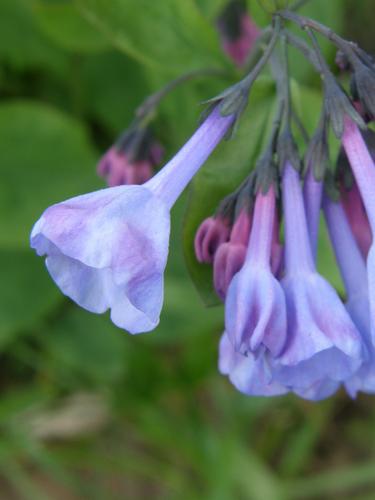 Virginia Bluebells (Mertensia virginica)