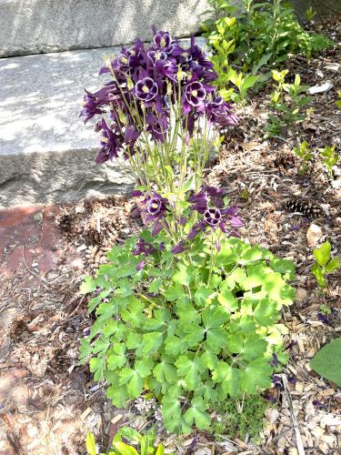 Dark Columbine (Aquilegia atrata) in May at Massabesic Audubon Center in southern NH