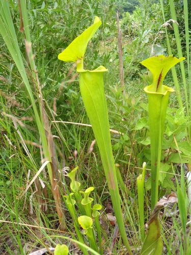 Yellow Pitcher Plant (Serracenia flava)