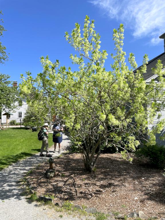 White Fringetree (Chionanthus virginicus) in May at Massabesic Audubon Center in southern NH