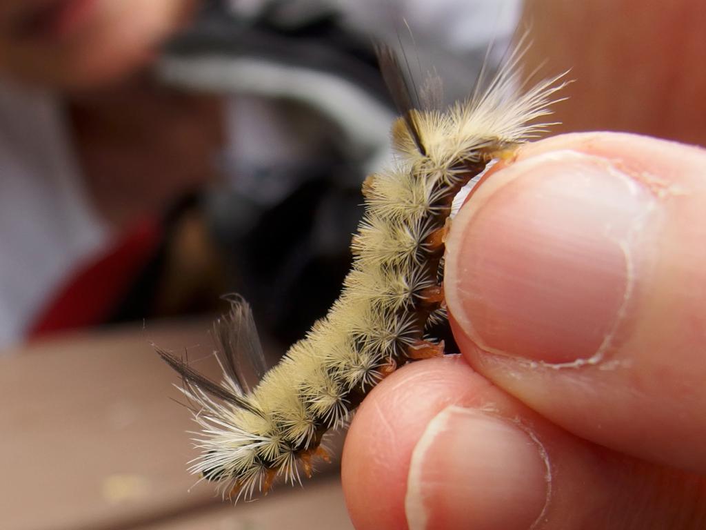 Banded Tussock Moth (Halysidota tessellaris) caterpillar in August atop Massaemett Mountain in western Massachusetts