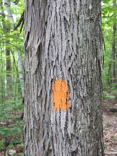 orange trail blaze at Massaemett Mountain in western Massachusetts