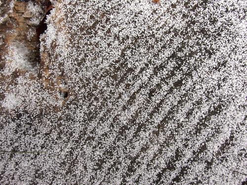 snow crystals on a stump at Mast Road Natural Area in southeastern New Hampshire