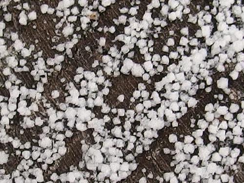 snow crystals on a stump at Mast Road Natural Area in southeastern New Hampshire