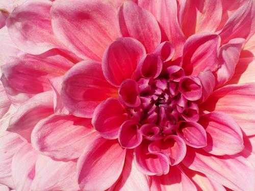 a huge Dahlia in one of the formal gardens in Maudslay State Park near Newburyport in eastern Massachusetts