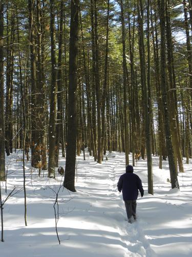 winter hiker on Mayflower Hill in New Hampshire