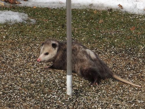 Virginia Opossum