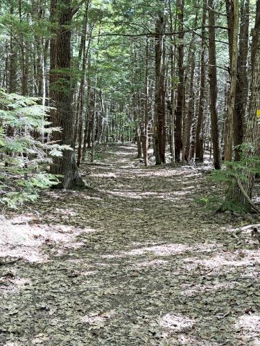 trail in May at McCabe Forest in southern NH