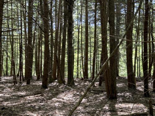 woods in May at McCabe Forest in southern NH