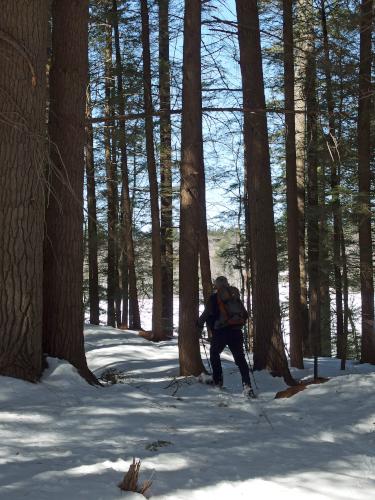 woods at McGreal Forest in southern New Hampshire